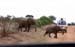 Elephant crossing